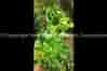 buy online organic certified virucide control chilli leaf curl virus